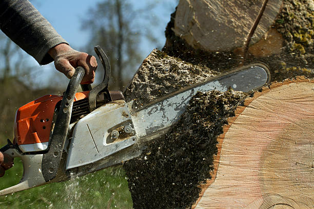 How Our Tree Care Process Works  in  Tioga Terrace, NY