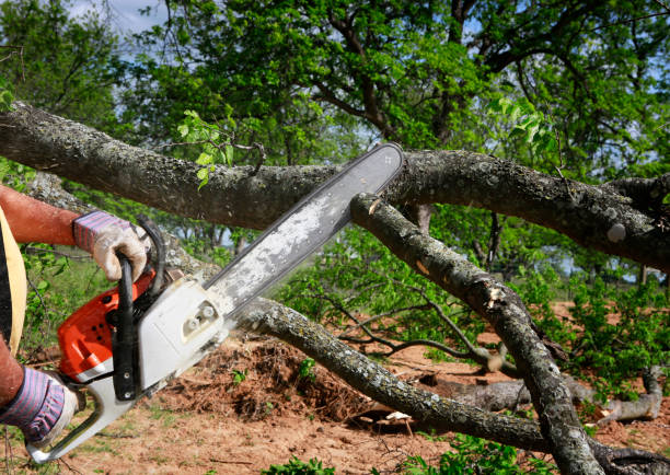 Trusted Tioga Terrace, NY Tree Removal Experts